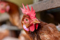 Chicken Mites Symptoms Every Poultry Owner Should Know