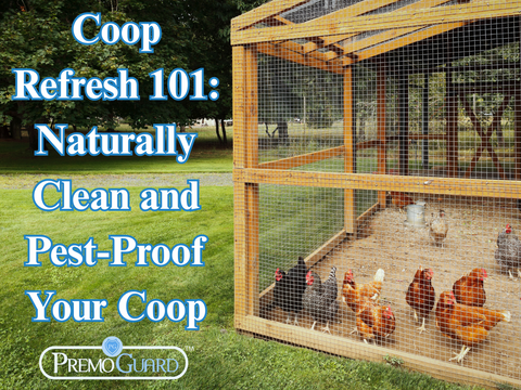 Coop Refresh 101: Naturally Clean and Pest-Proof Your Coop