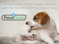 The Dark Side of Pet Pest Control: What They Don’t Tell You About Flea Pills, Collars & Drops