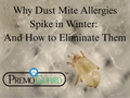 Why Dust Mite Allergies Spike in Winter: And How to Eliminate Them