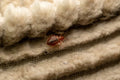 Where Do Bed Bugs Come From? Clean Homes Aren't Immune.
