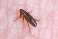 Seasonal Pest Control Guide: When Bed Bugs, Fleas & Mites Are Most Active