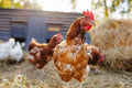 Can Humans Get Chicken Mites From Backyard Chickens?