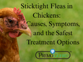 Sticktight Fleas in Chickens: Causes, Symptoms, and the Safest Treatment Options