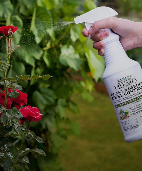 Guard Your Garden From Pests the Easy, Natural Way
