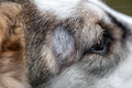 Mite Treatment for Dogs: Symptoms, Causes, and Effective Solutions