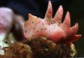 What Do Chicken Mites Look Like on Chickens and in Coops