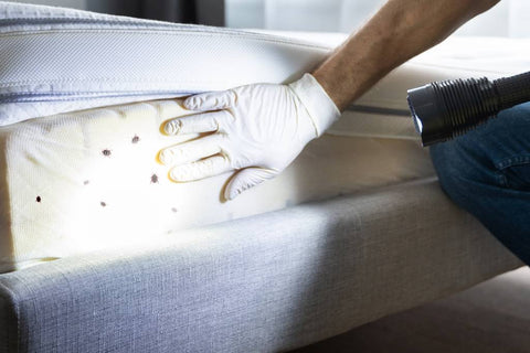 A pest control technician looking at bed bugs on the side of a mattress.