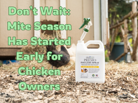 Don’t Wait: Mite Season Has Started Early for Chicken Owners