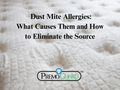 Dust Mite Allergies: What Causes Them and How to Eliminate the Source