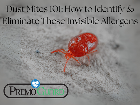 Dust Mites 101: How to Identify & Eliminate These Invisible Allergens