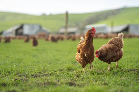Two chickens close to the camera, with many in the background of a free-range chicken area.
