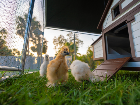 Backyard Chickens and Mites: What Every Flock Owner Needs to Know