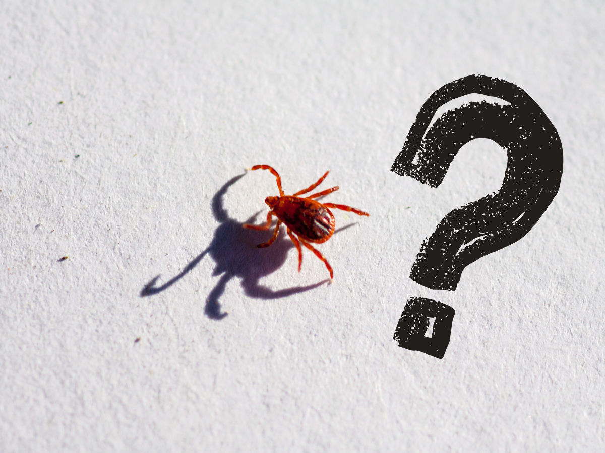 Something Is Biting You at Home — and It Might Not Be What You Think ...
