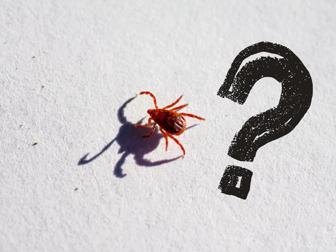 Something Is Biting You at Home — and It Might Not Be What You Think