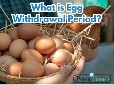 what is egg withdrawal period? and how to avoid egg withdrawal period