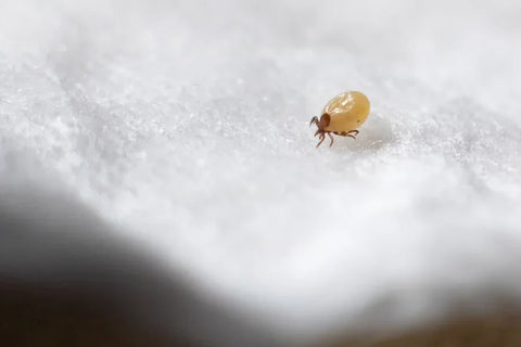 A dust mite under a microscope.