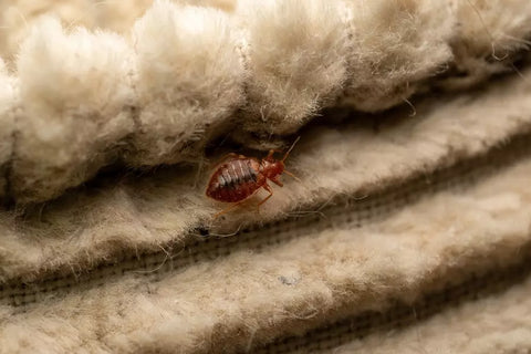 A close up of a bed bug on fabric.