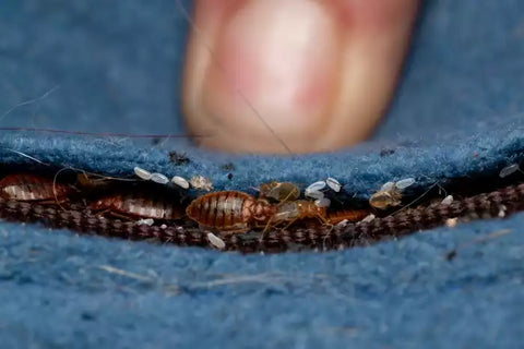 Bed bugs in the seam of a couch.