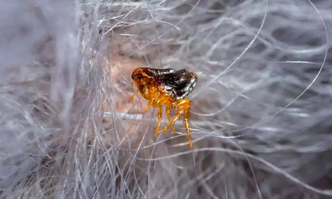 A flea in animal hair.