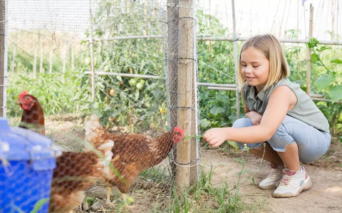 A young girl feeding chickens through their cage.