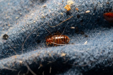 A bed bug in a mattress seam.