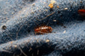How to Get Rid of Bed Bugs