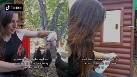 Protect your backyard chickens 